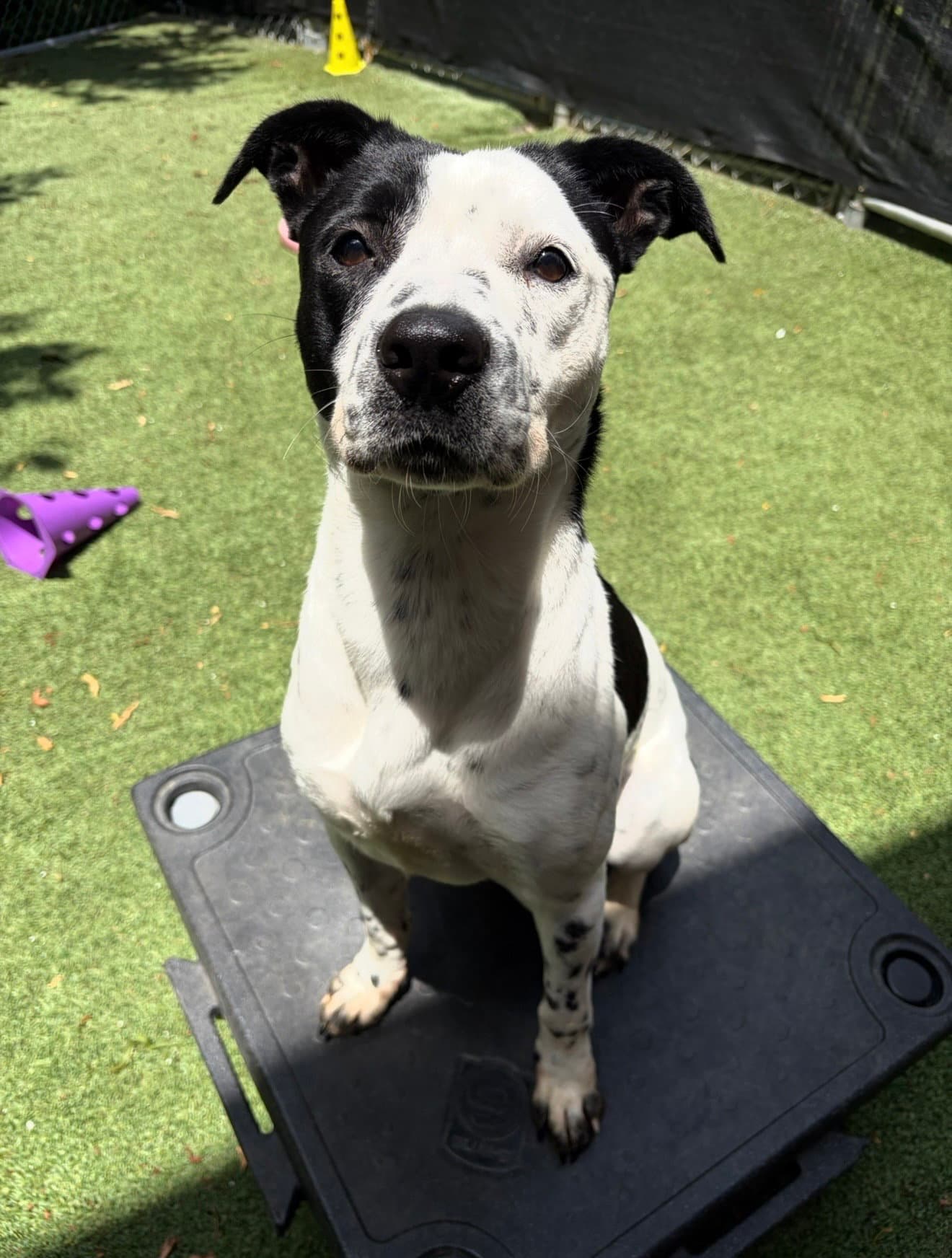 Fiona - Cattle Dog