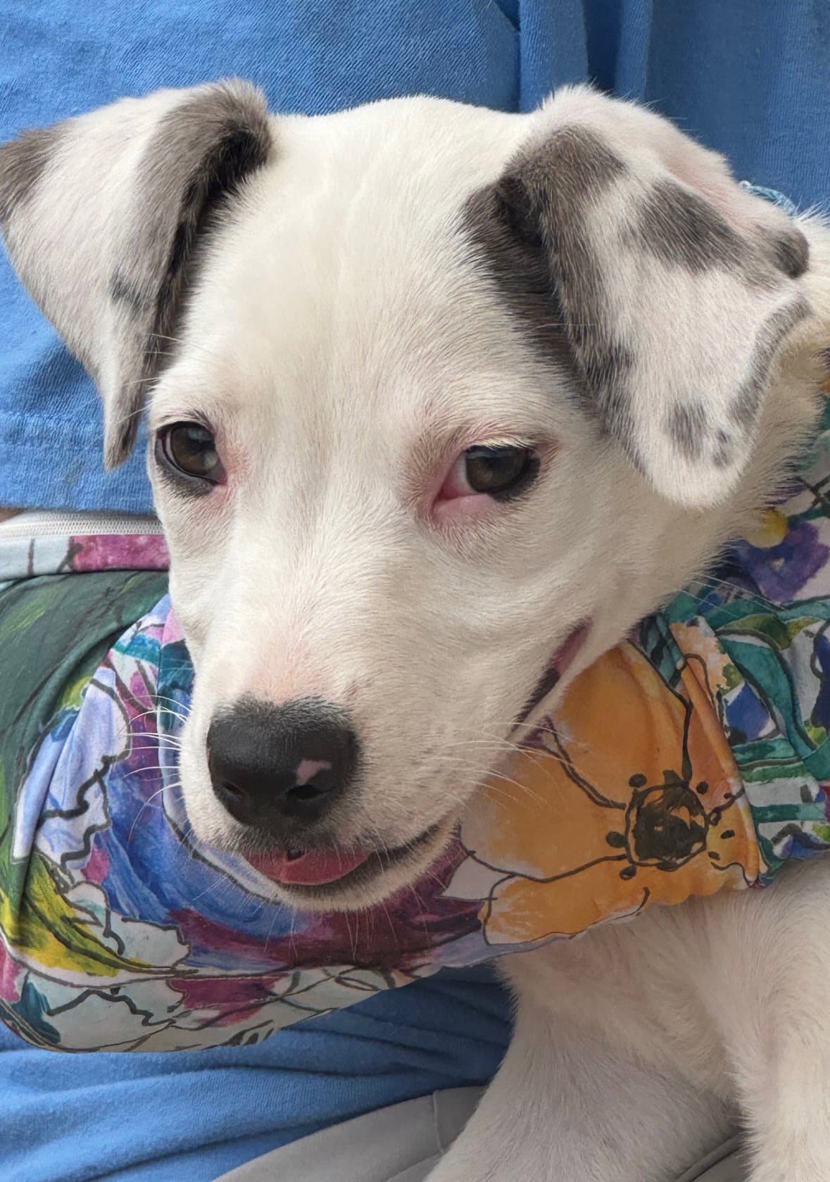 Fresca - Terrier