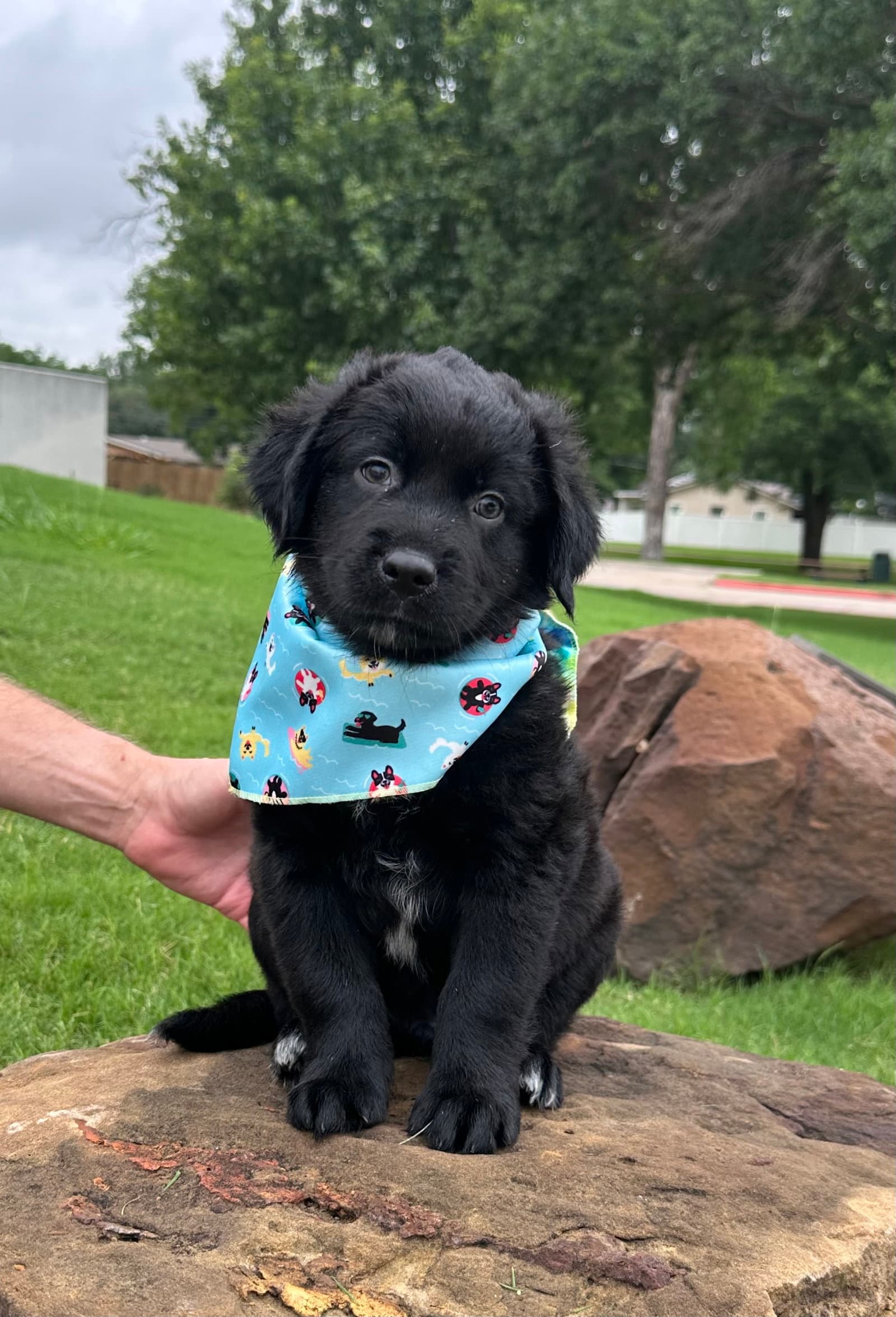 Ash - Labrador Retriever