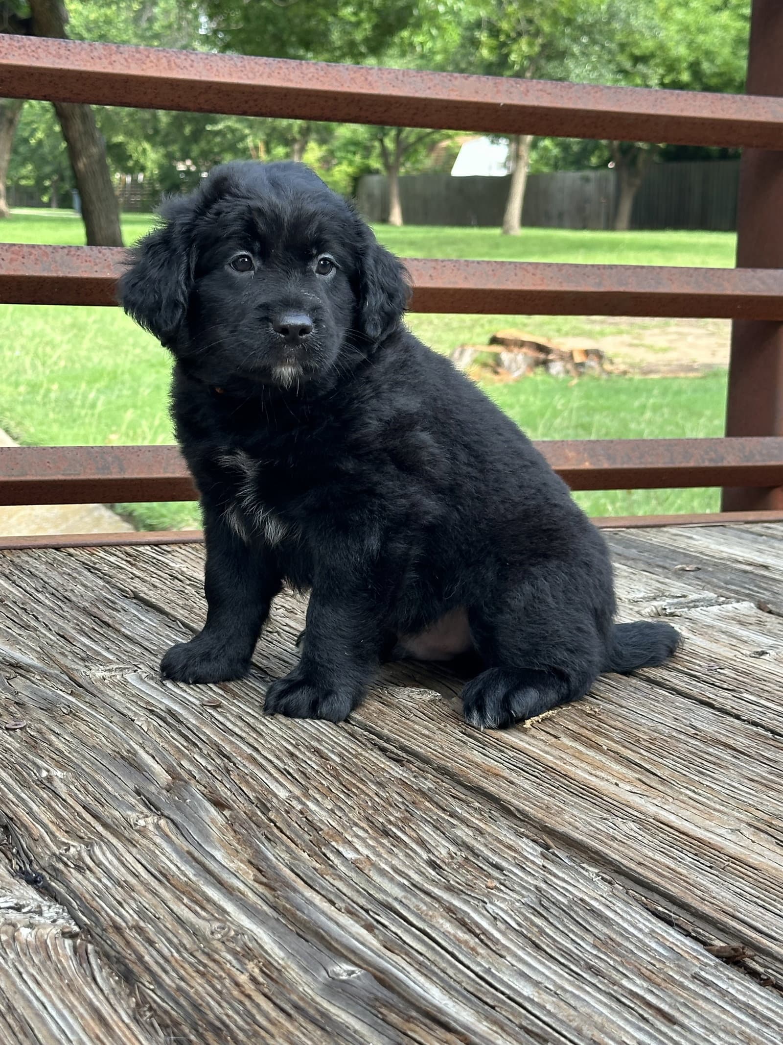 Shadow - Labrador Retriever