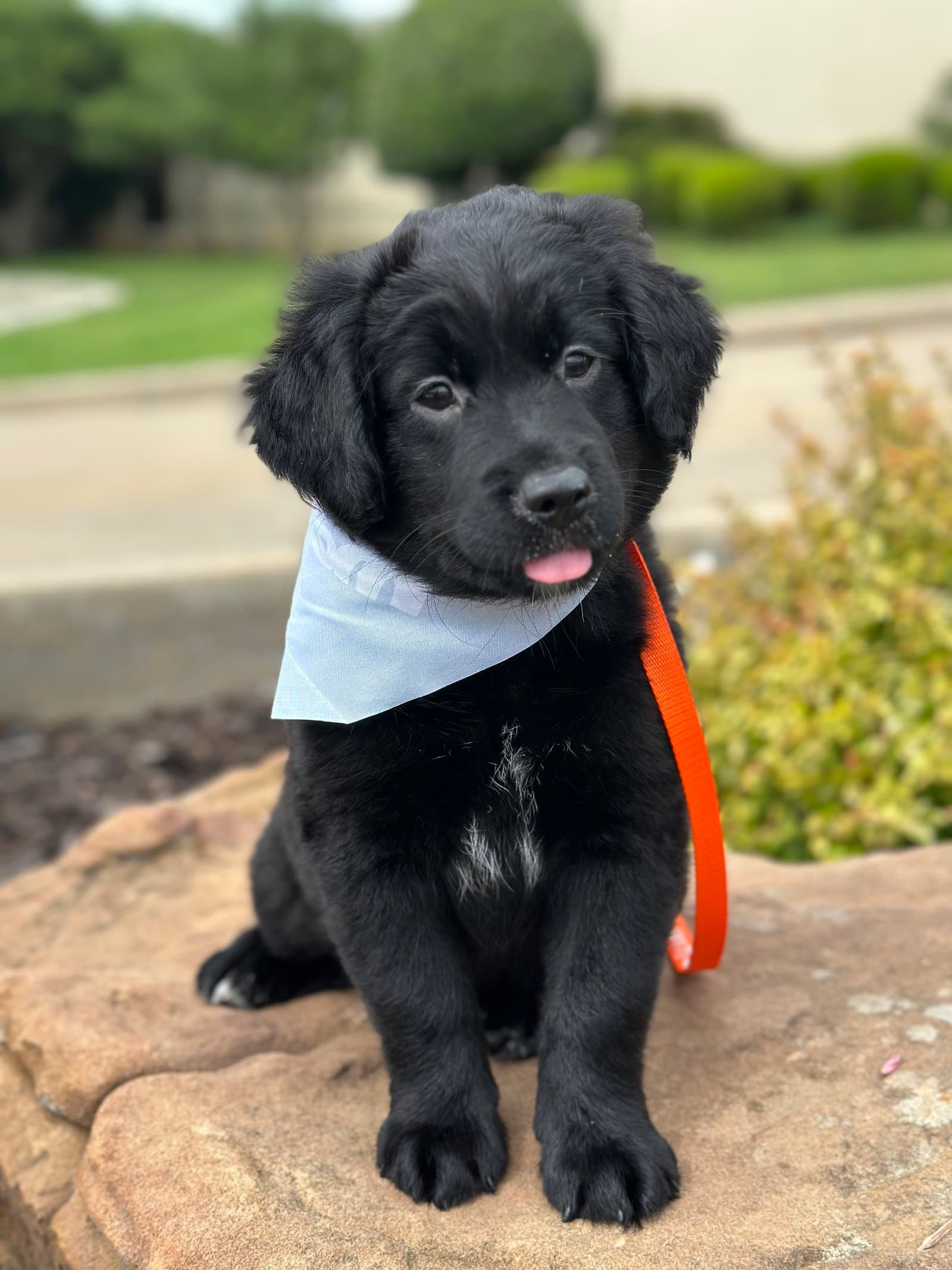 Shadow - Labrador Retriever