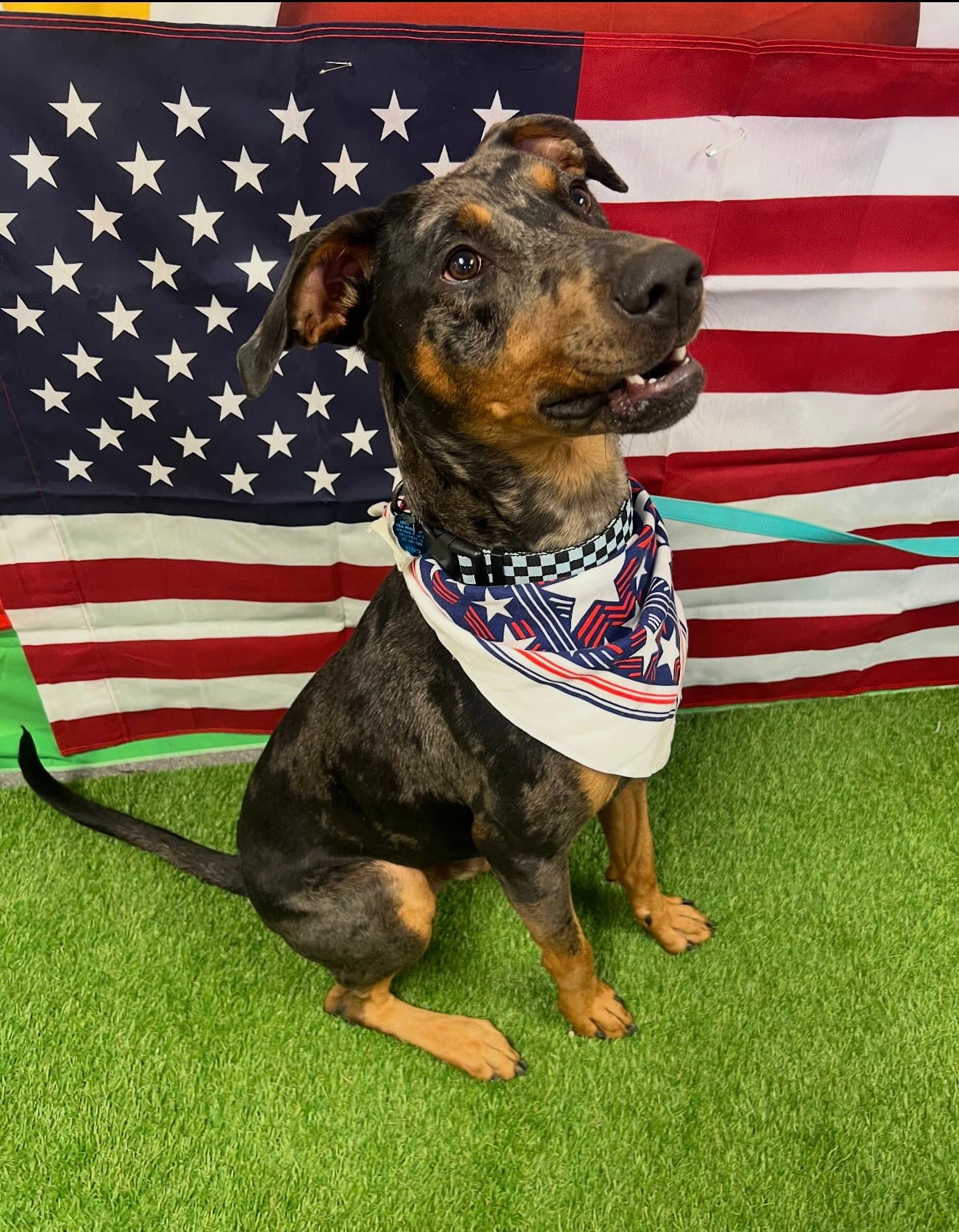 Bronco - Doberman Pinscher