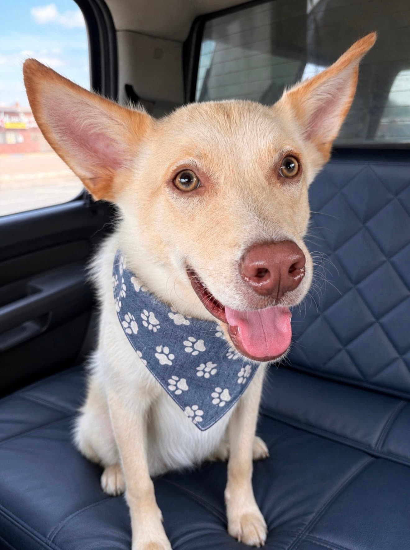 Wesley - Husky