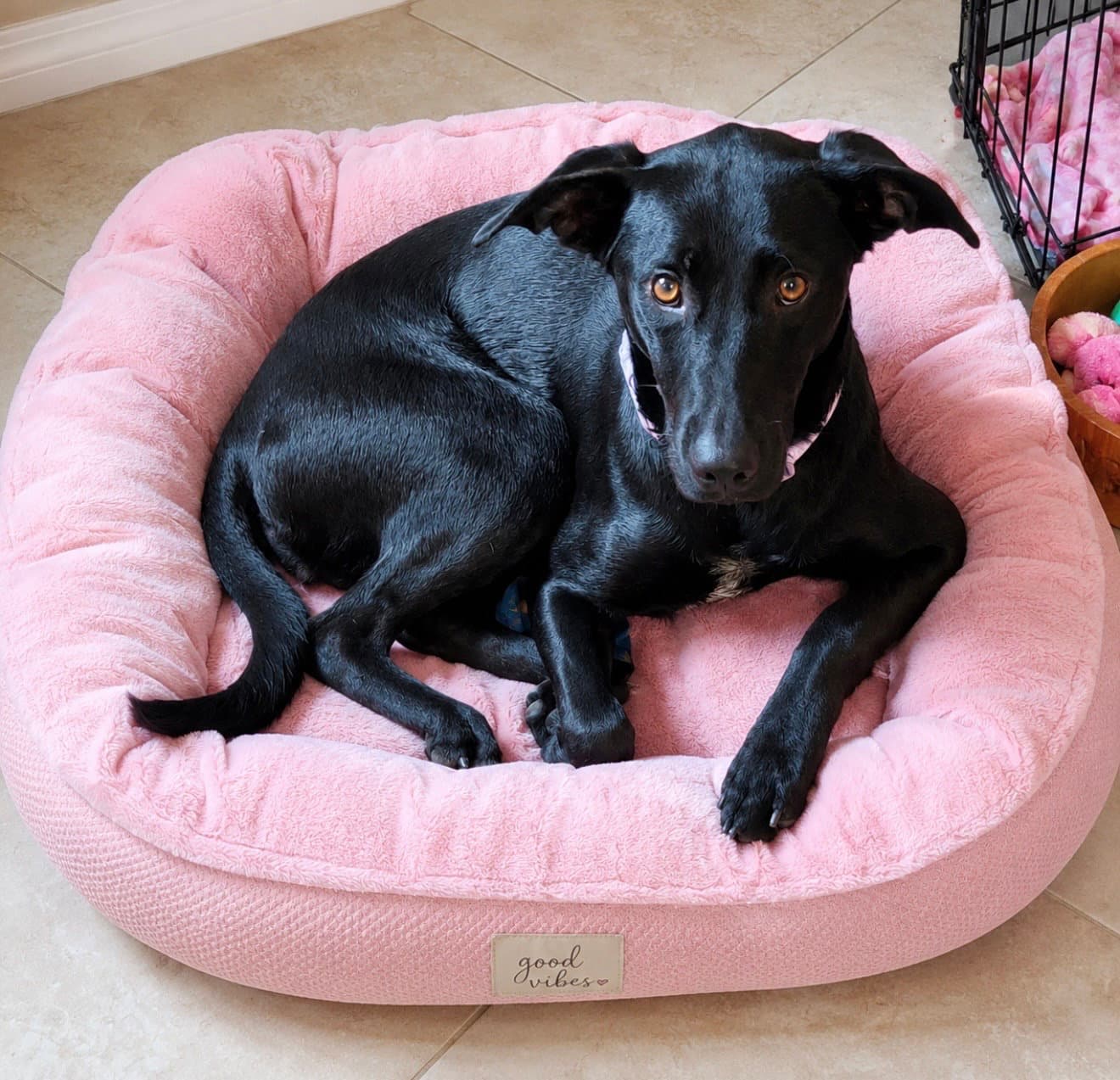 Harley - Whippet