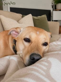 Murphy image 3