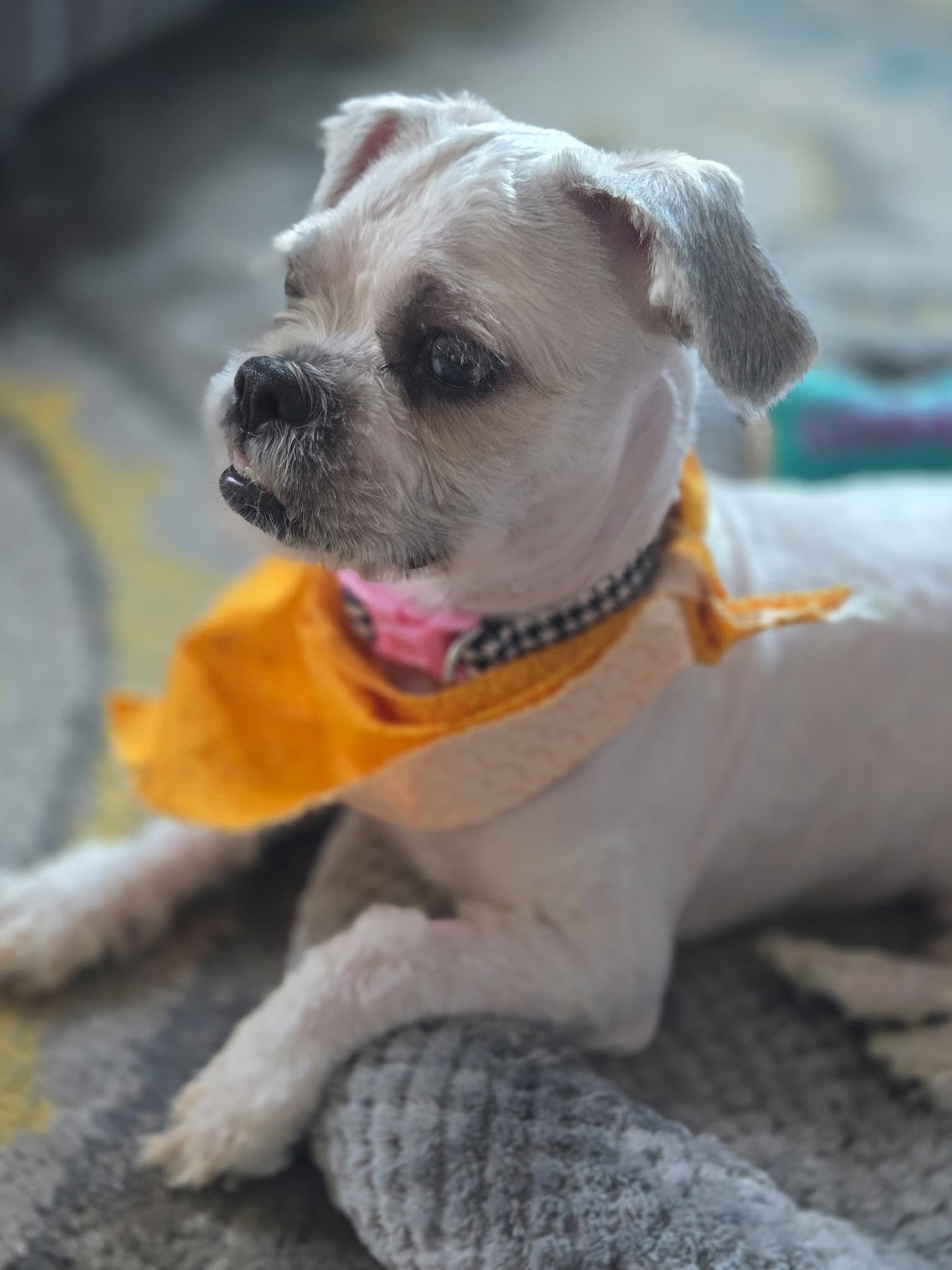 Noodles - Shih Tzu