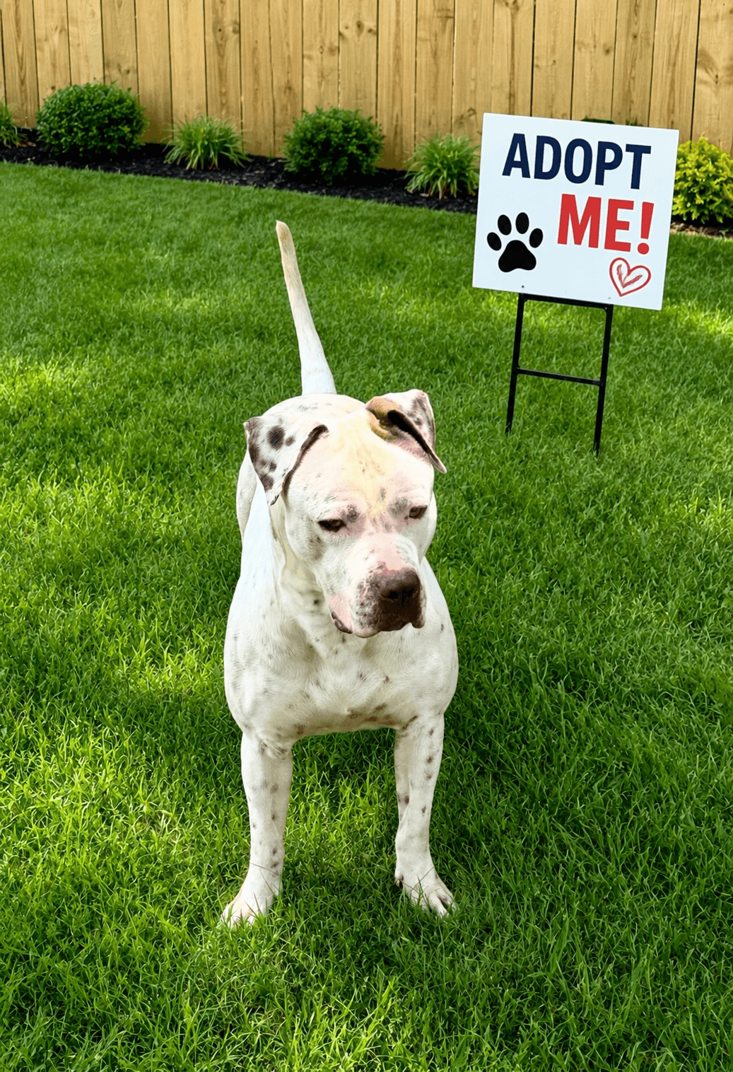 Bowser - American Pit Bull Terrier