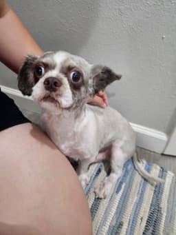 Otis image 3
