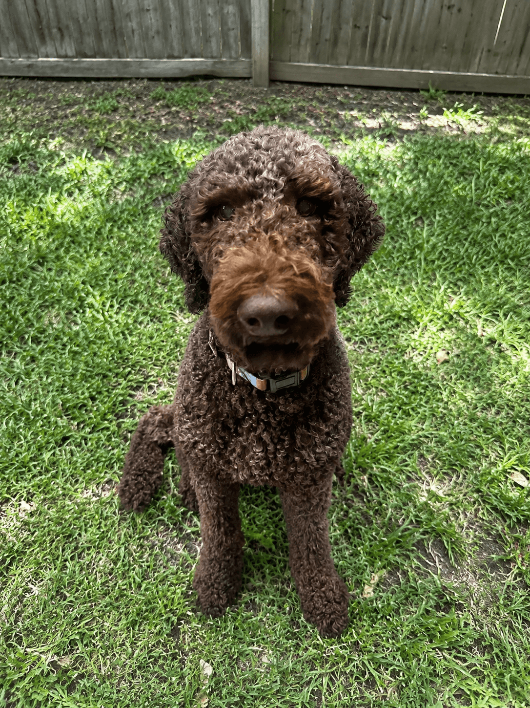 Ace - Poodle (Standard)