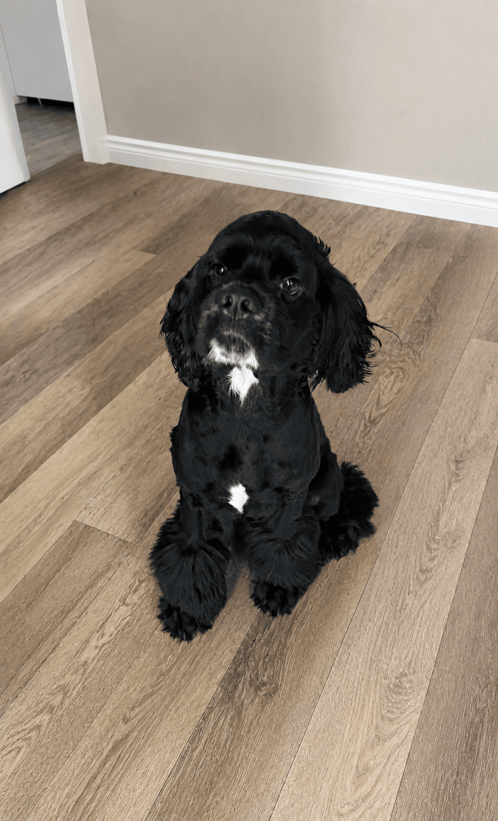 Burberry - Cocker Spaniel