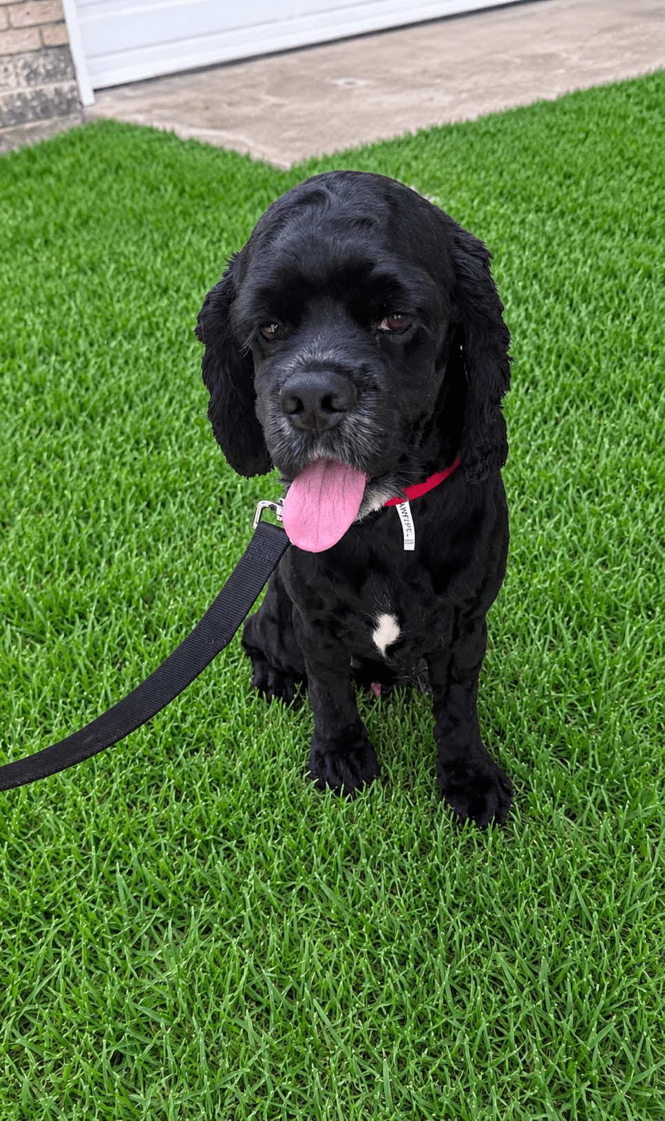 Burberry - Cocker Spaniel