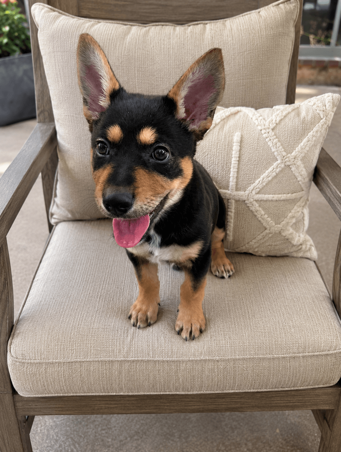 Peaches - Australian Kelpie