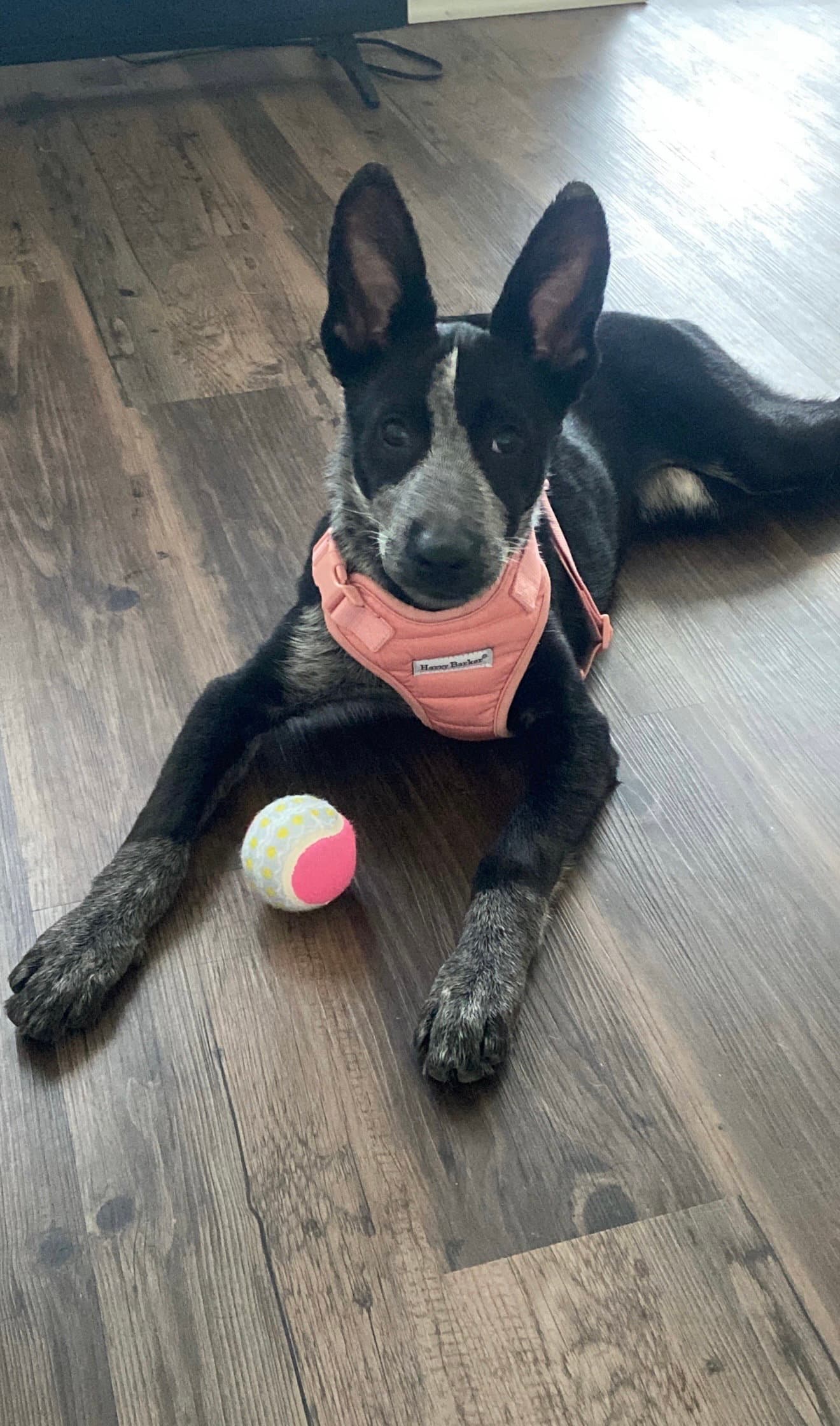 Windsor - Cattle Dog