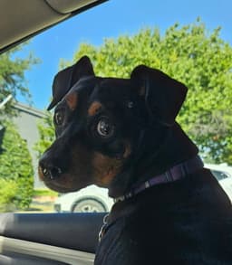Jax image 1
