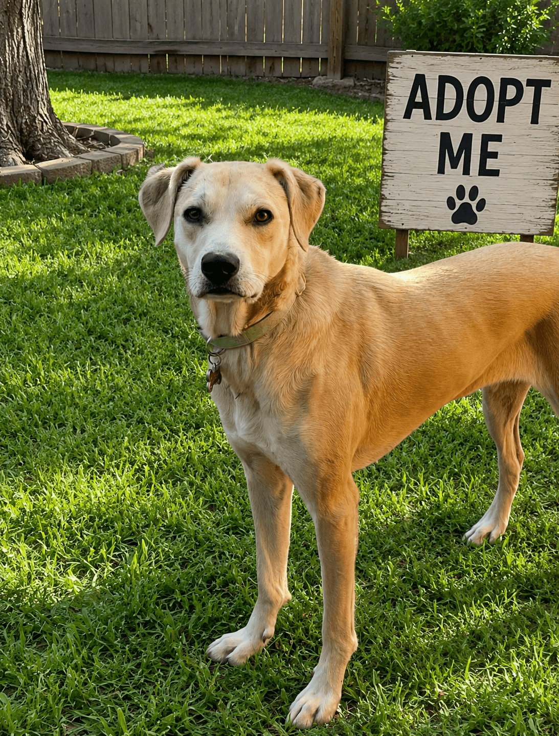 Dolly - Labrador Retriever