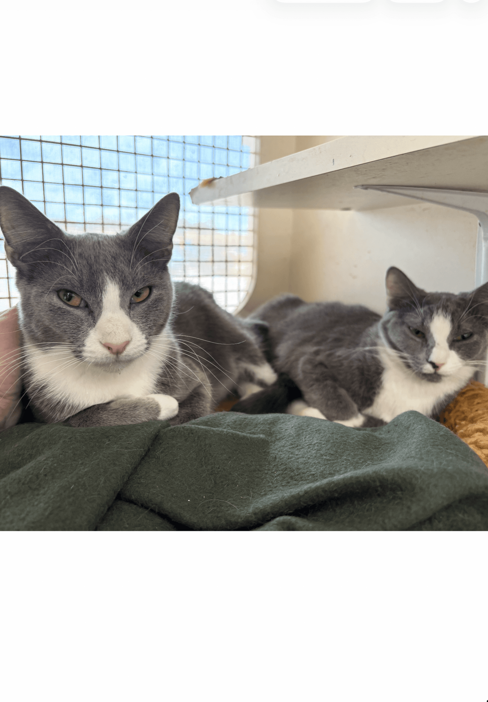 Diggy And Sasha - Courtesy Post - Domestic Short Hair