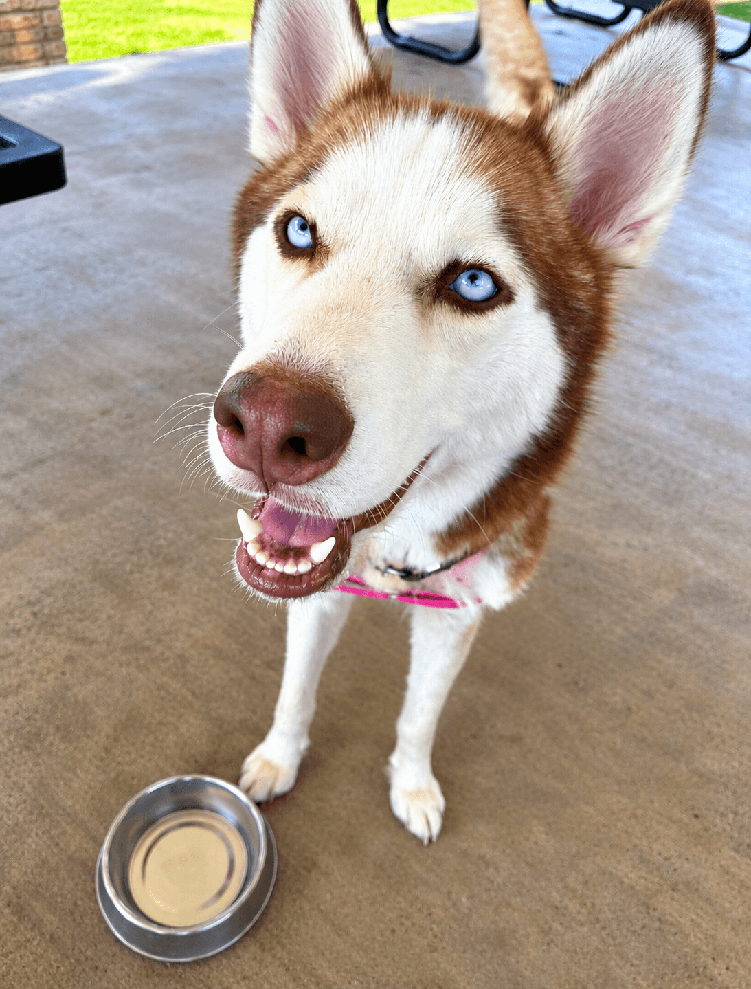 Cheyenne - Siberian Husky