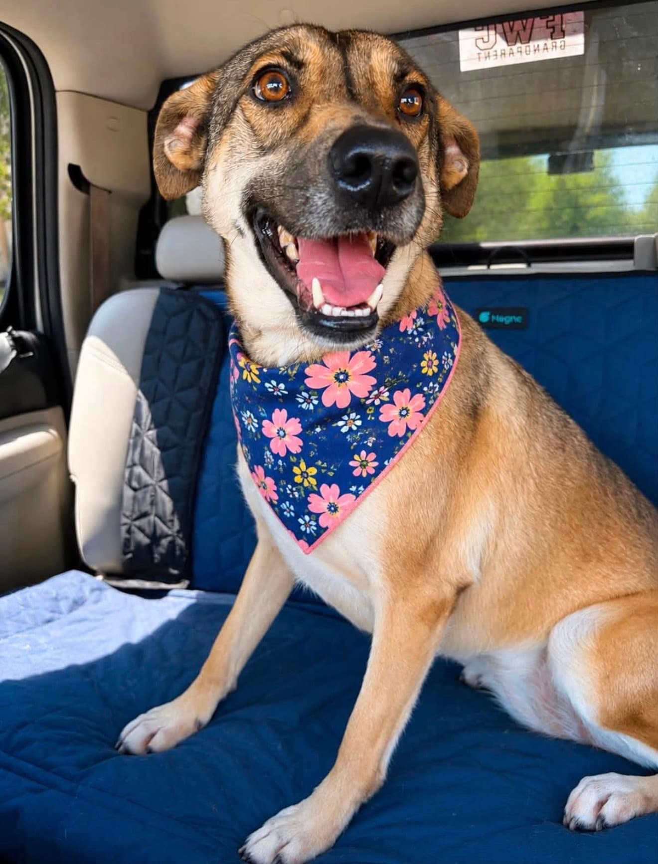 Rosie - Shepherd