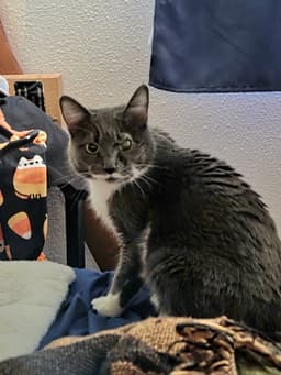 Cleo image 2