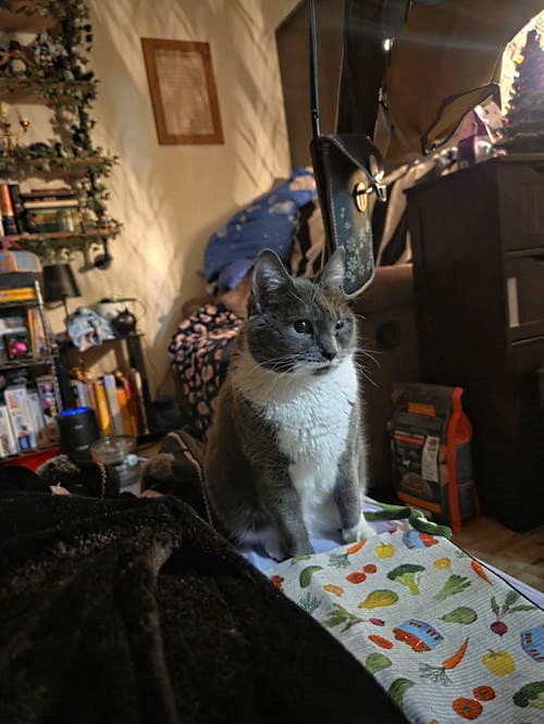 Cleo - Domestic Short Hair