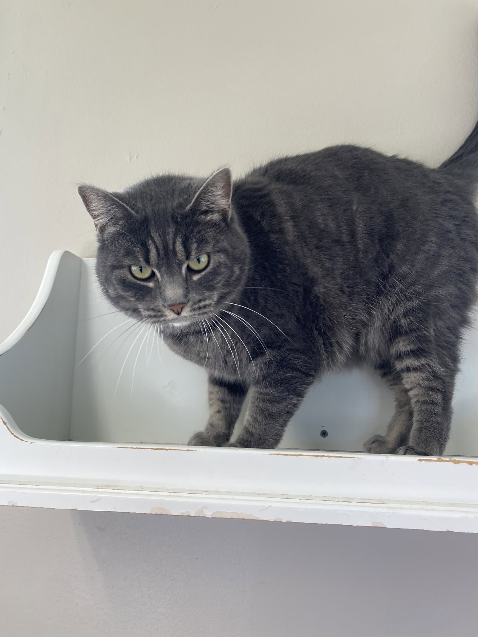 Belle - Domestic Short Hair