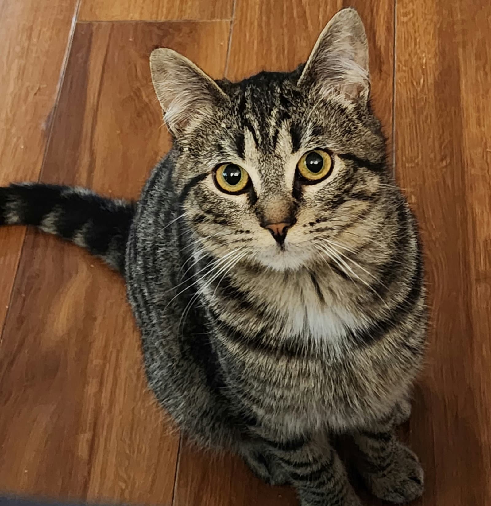 Ace - Domestic Short Hair