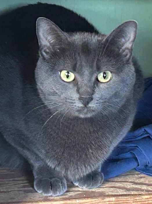 Molly - Russian Blue