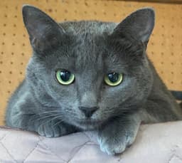 Skye image 1