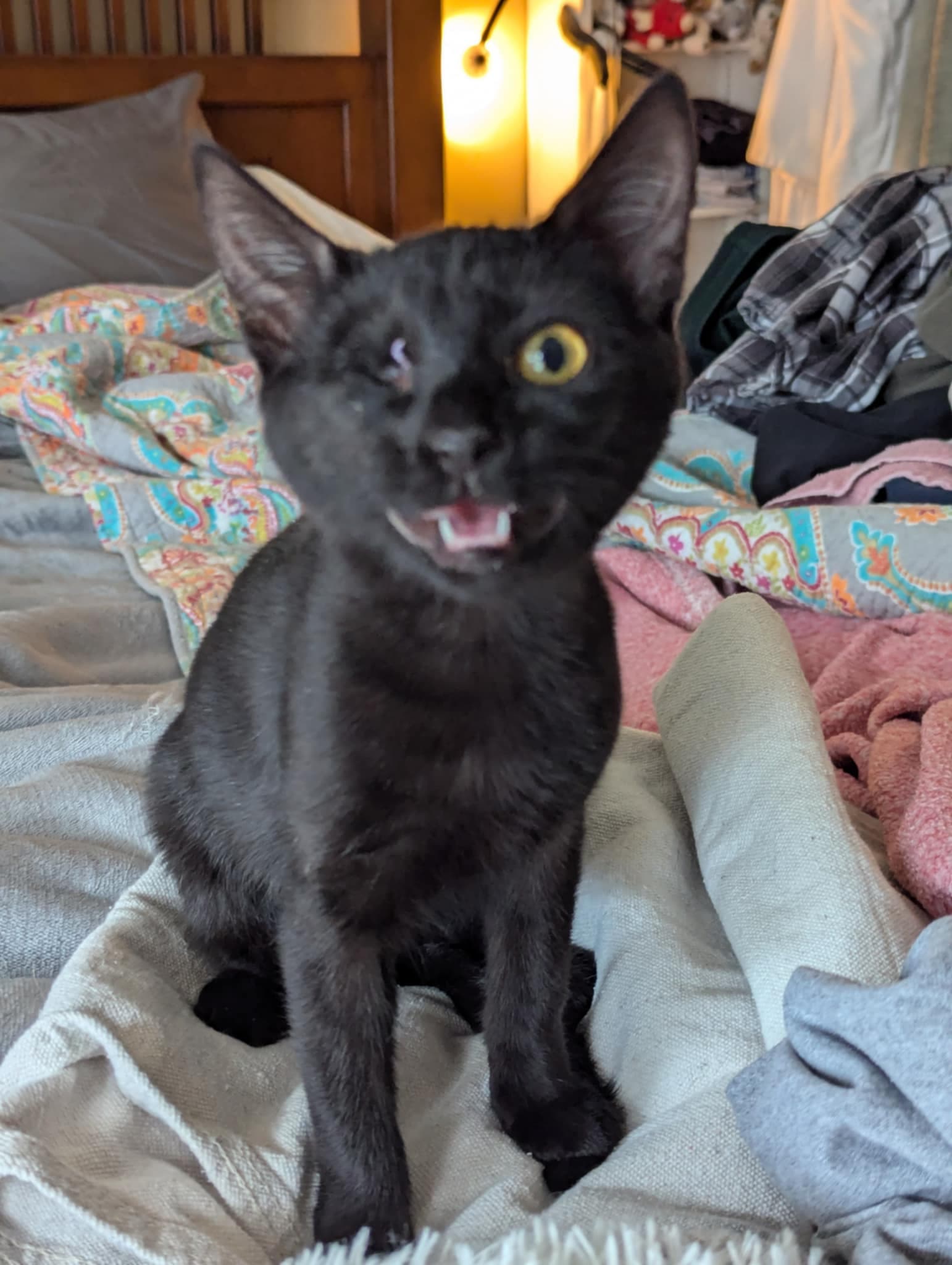 Captain Franky Cook - Domestic Short Hair