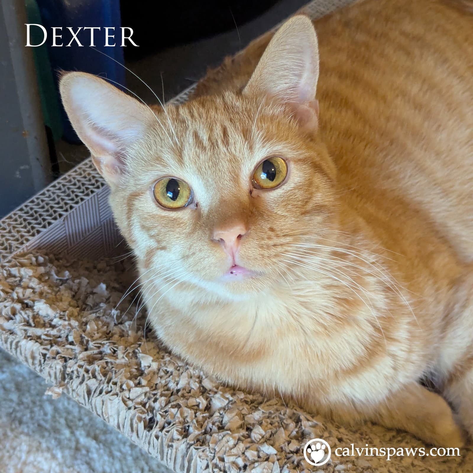 Dexter E - Domestic Short Hair