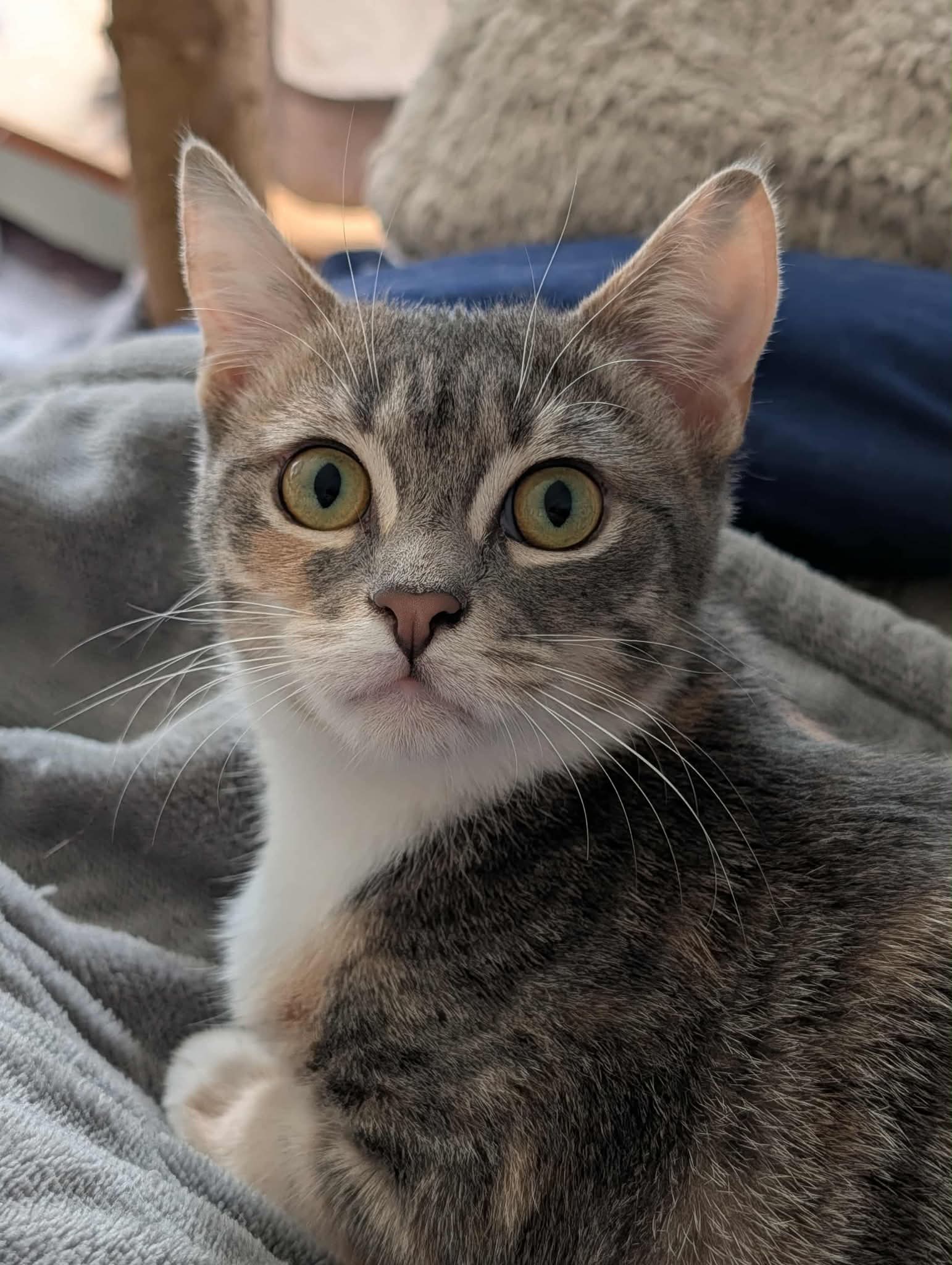 Chani - Domestic Short Hair