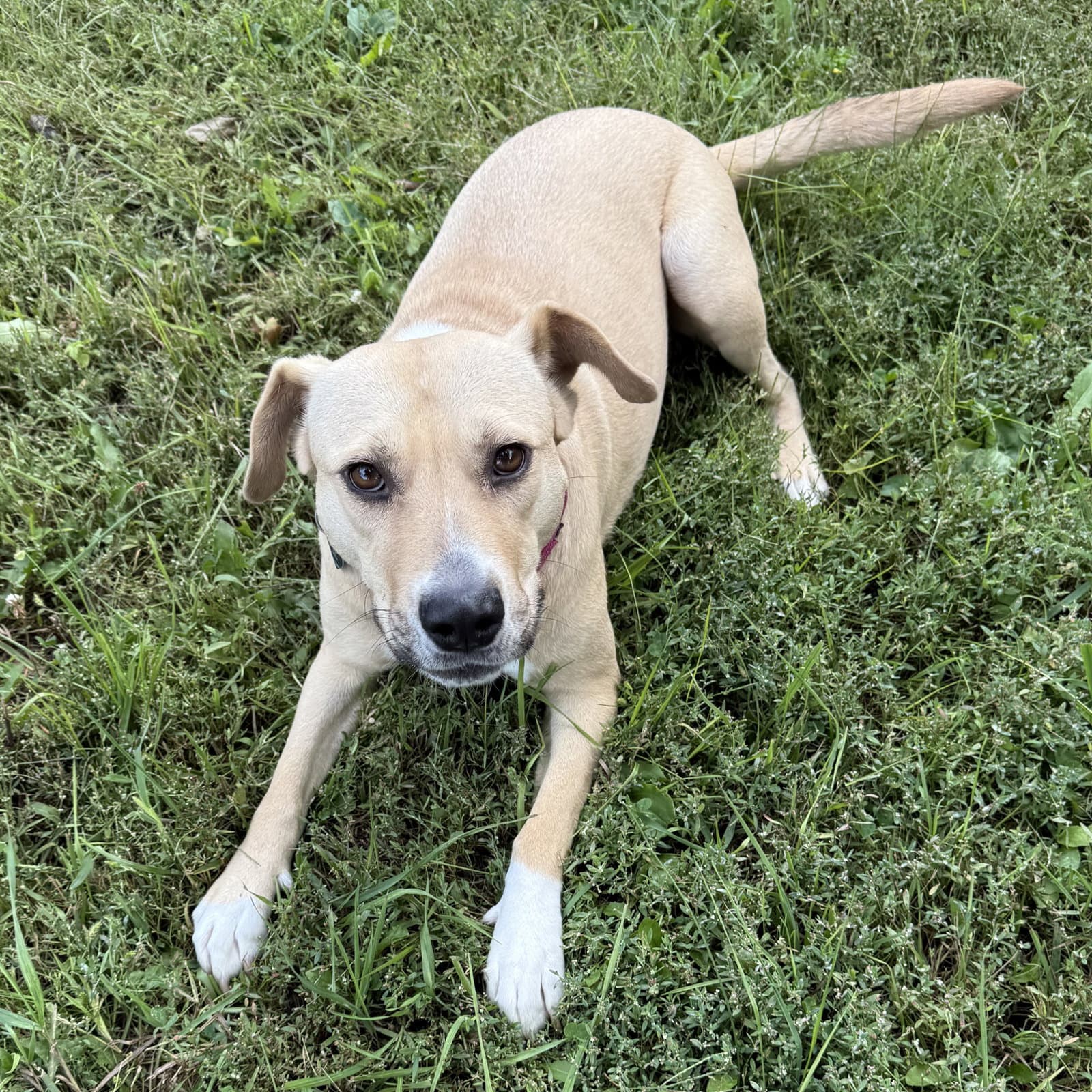 Kitchen - Pit Bull Terrier