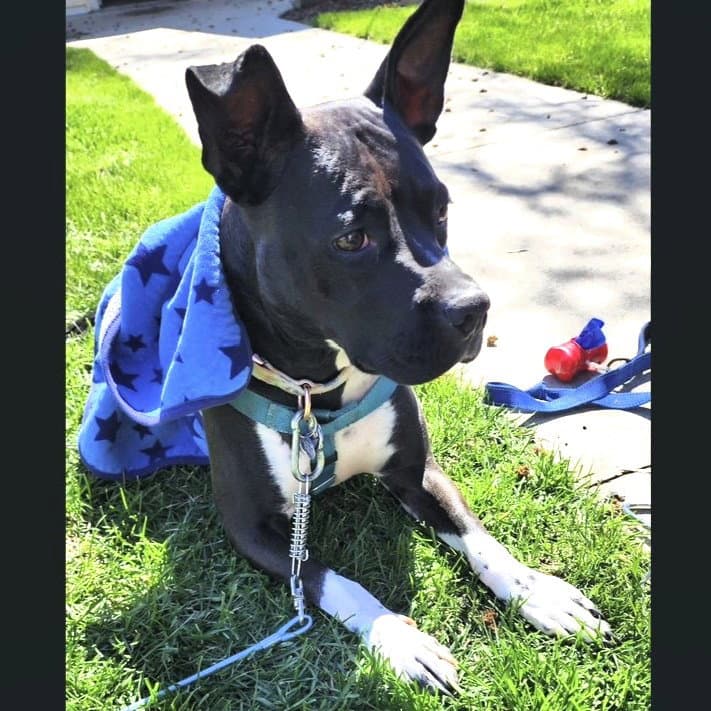 Persephone - Pit Bull Terrier