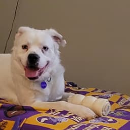 Falcor image 3
