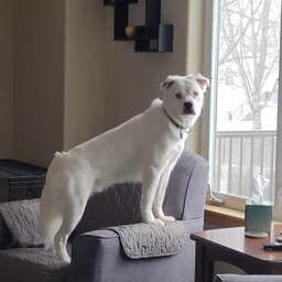 Falcor image 4