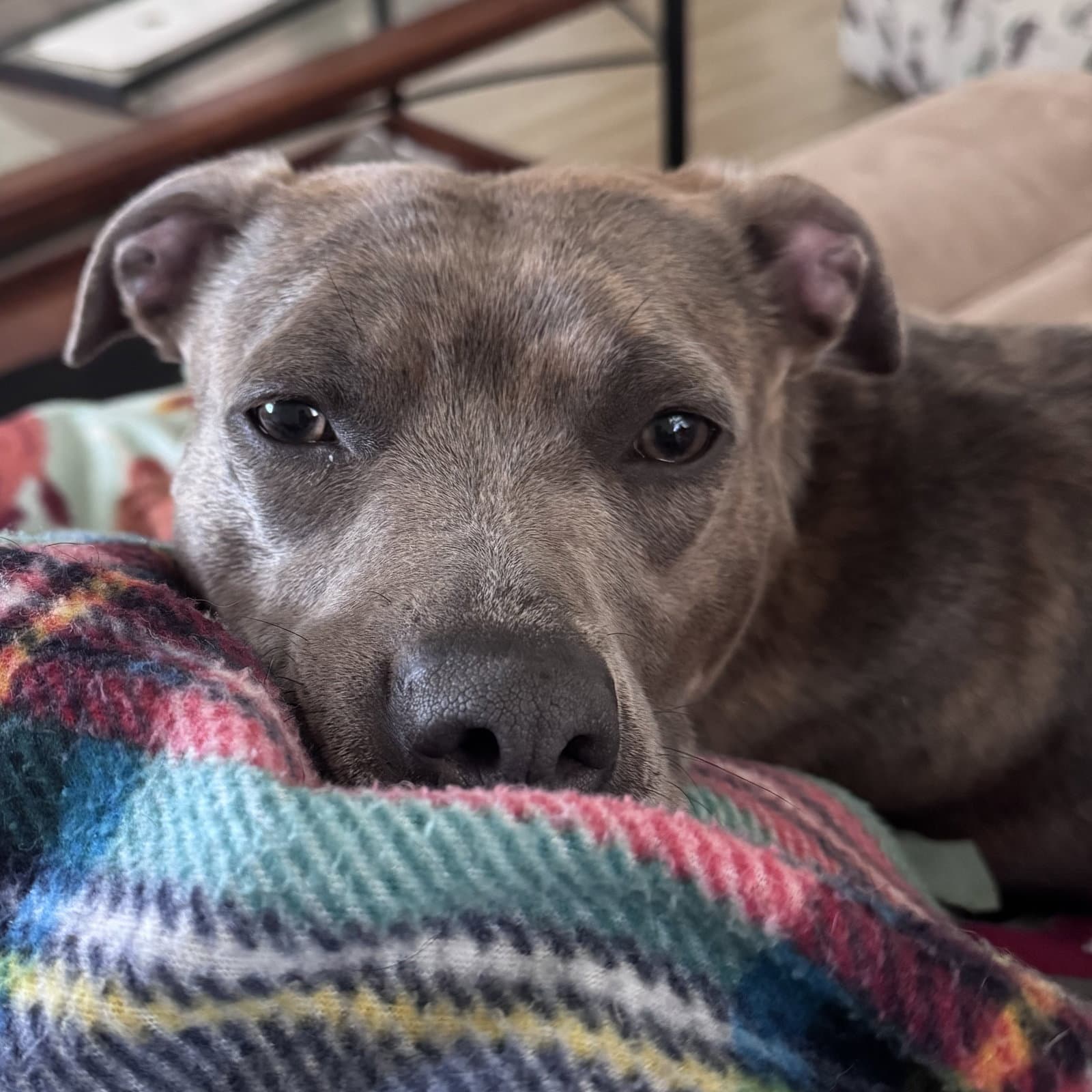 Mahina - Pit Bull Terrier