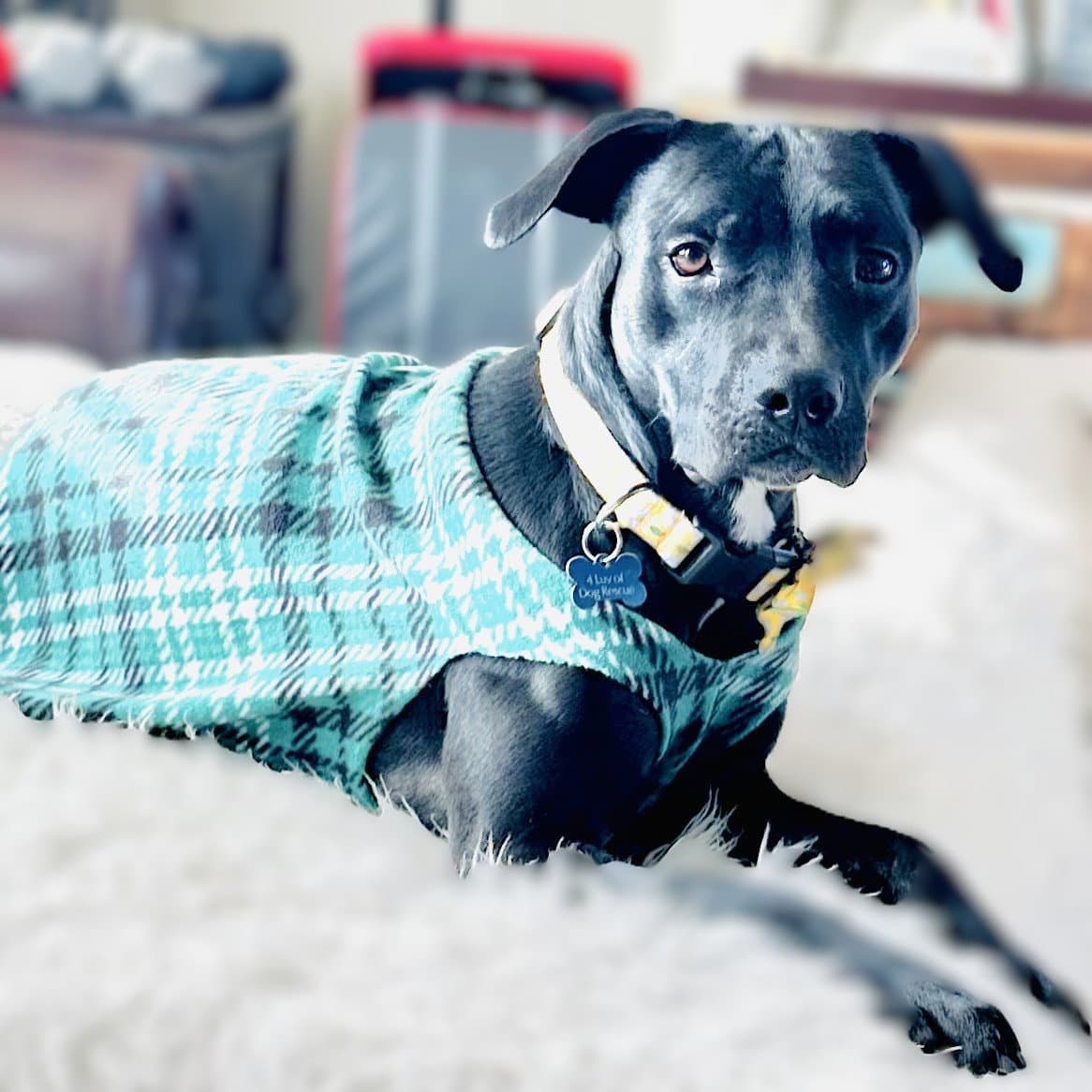 Blacklit Canopy - Pit Bull Terrier