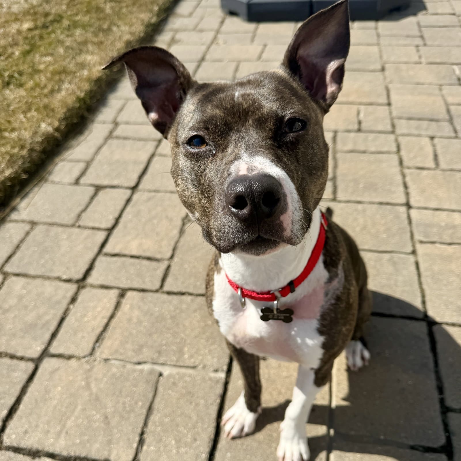 Florabelle - Pit Bull Terrier