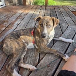 Kaiyah image 2