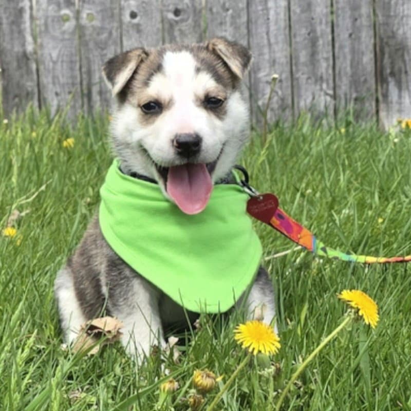 Kojak - Husky