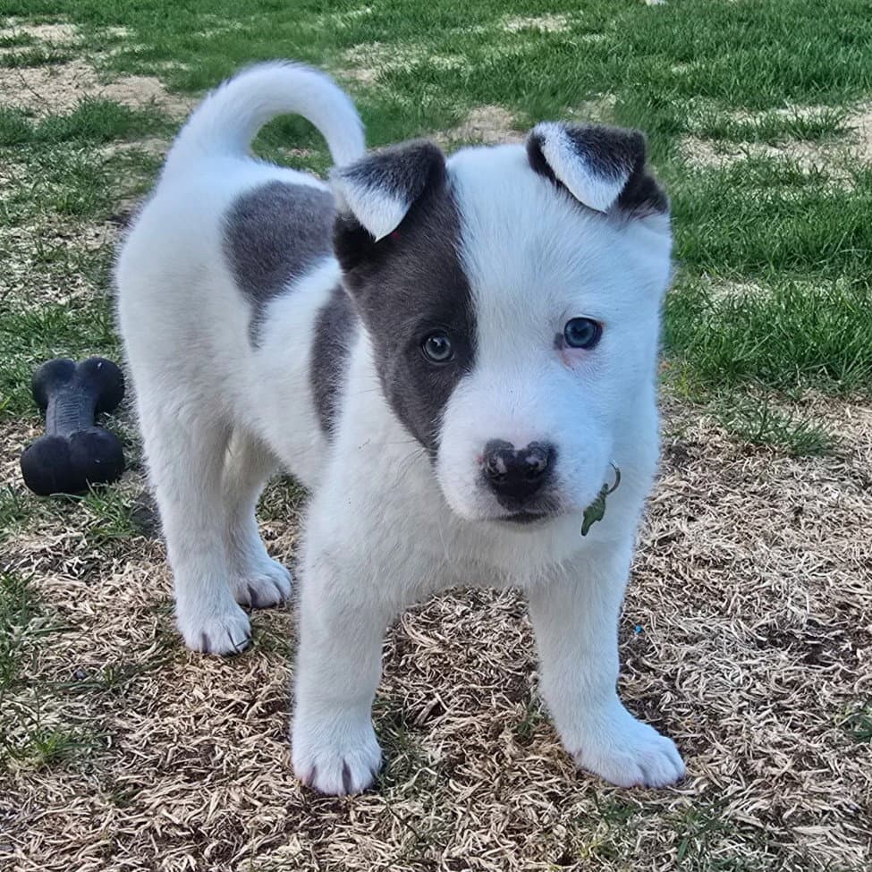 Corn Dog - Cattle Dog