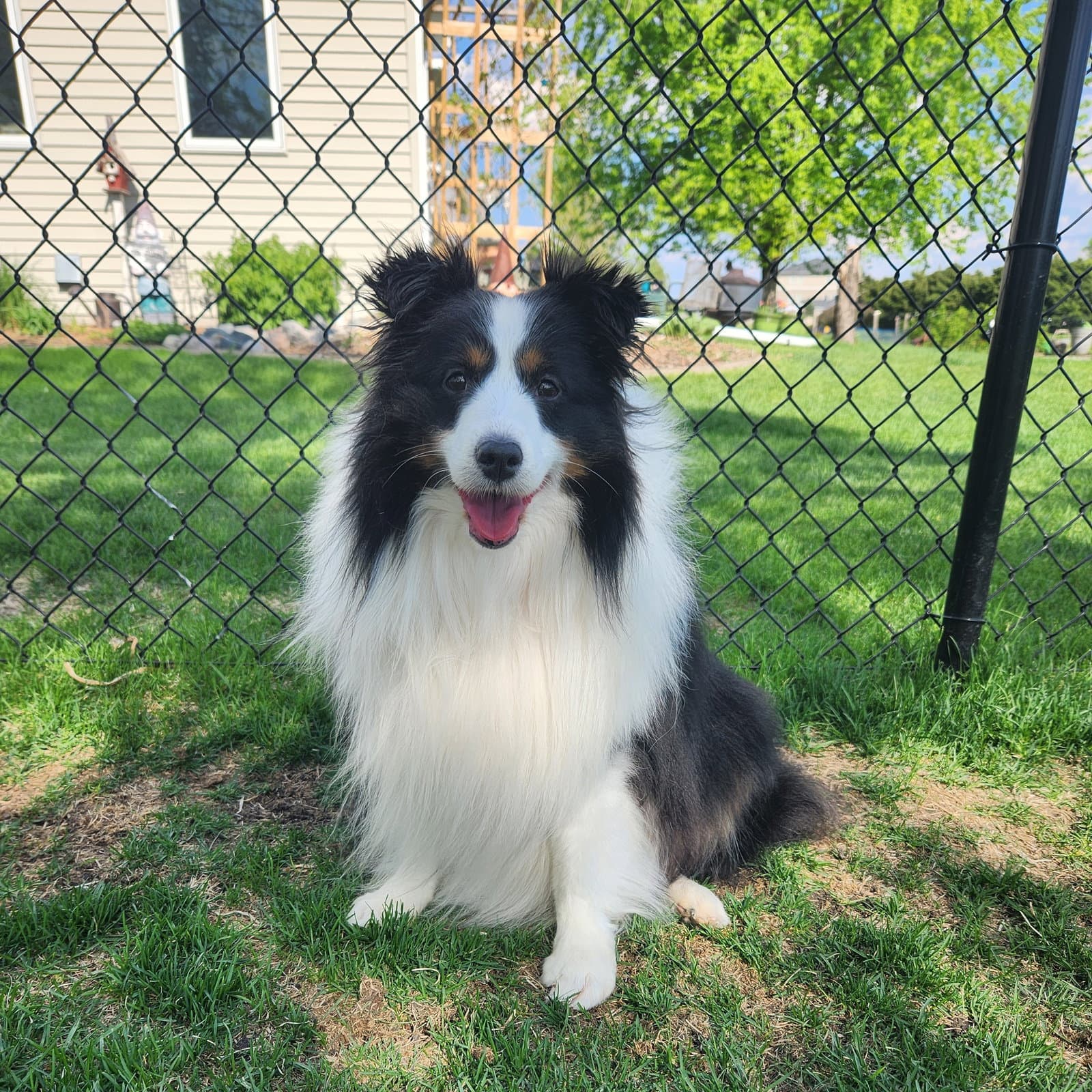 Stark - Shetland Sheepdog Sheltie
