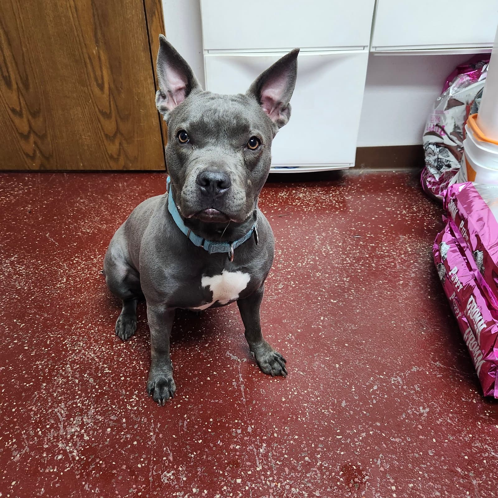 Fritti - Pit Bull Terrier