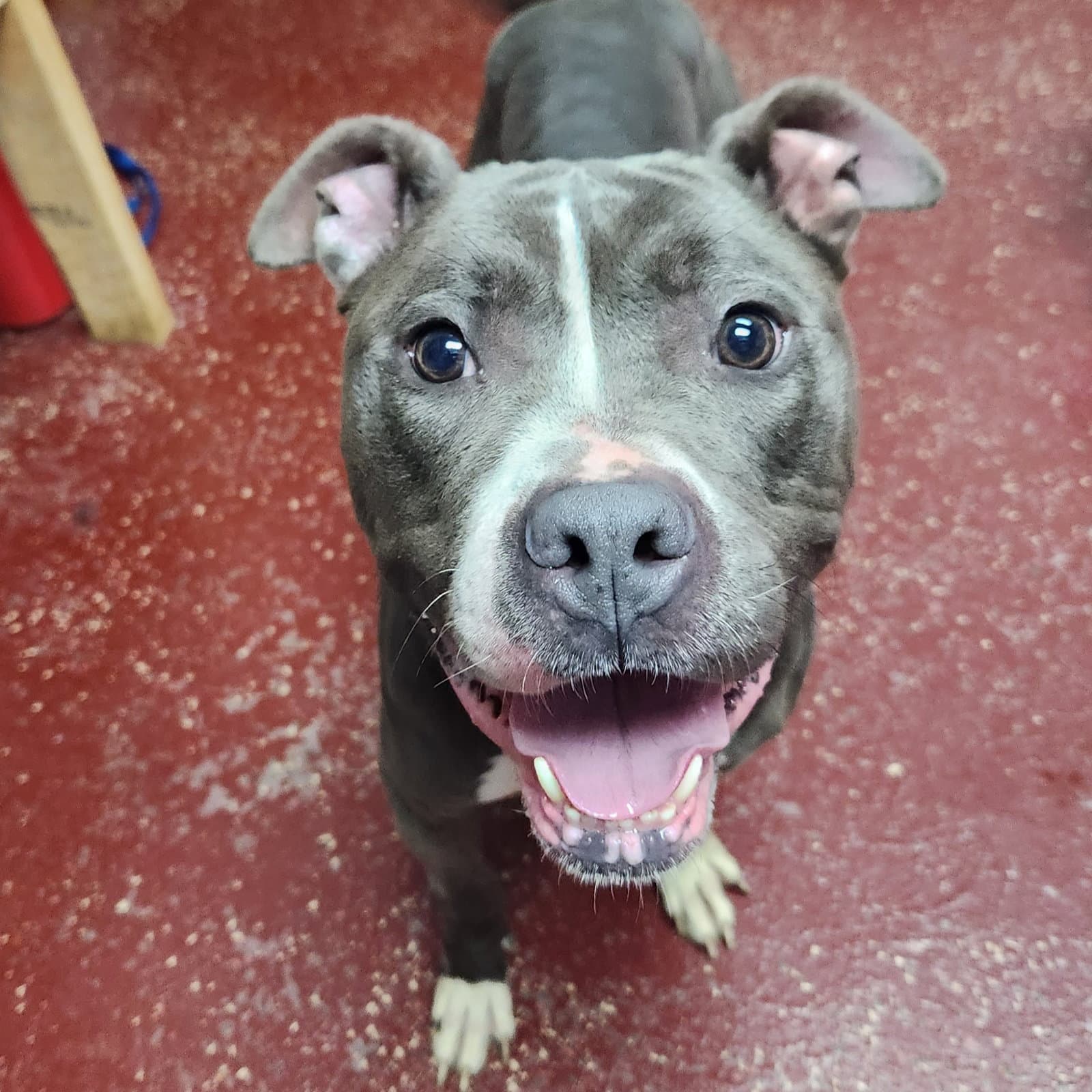 Rosalind - Pit Bull Terrier