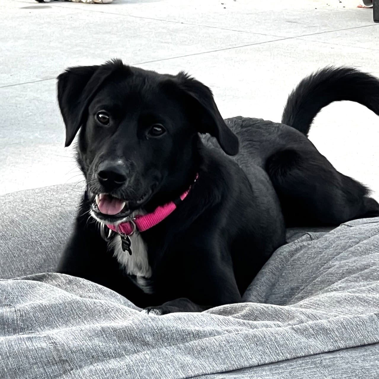 Erling - Labrador Retriever