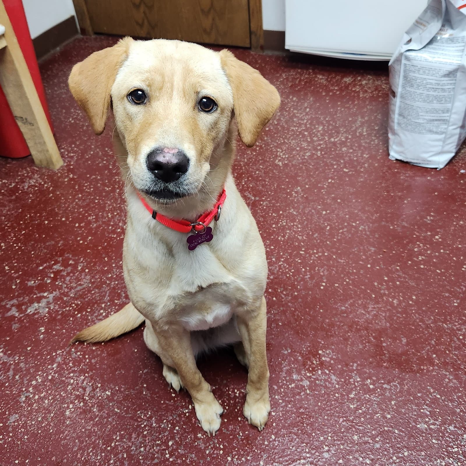 Tortilla - Labrador Retriever