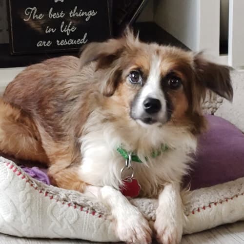 Bryce - Australian Shepherd