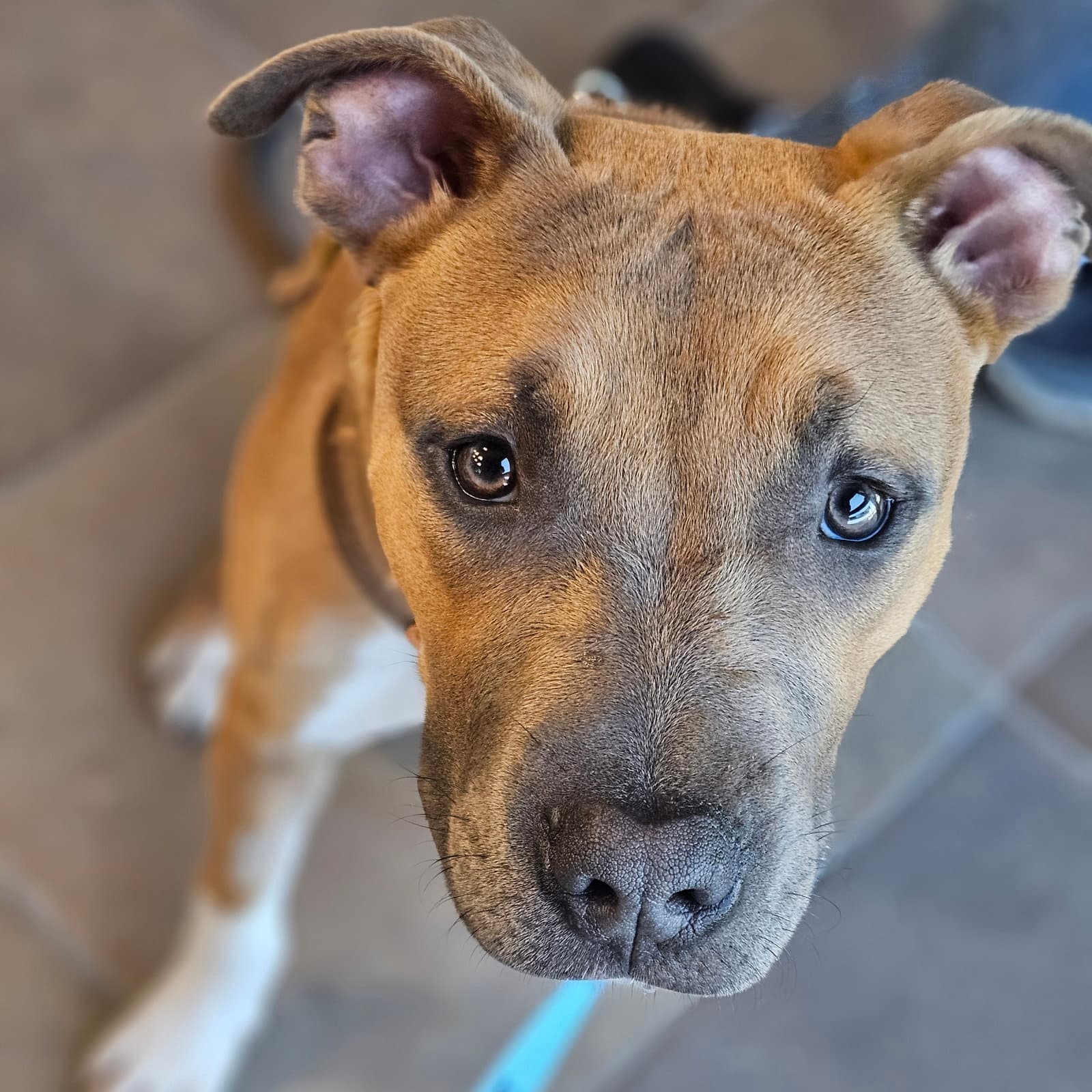 Nitro - Pit Bull Terrier