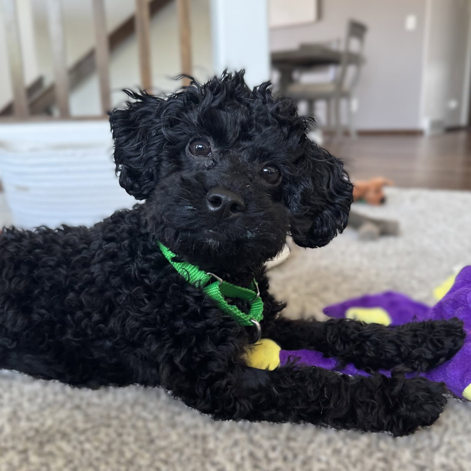 Fredrick - Poodle (Miniature)