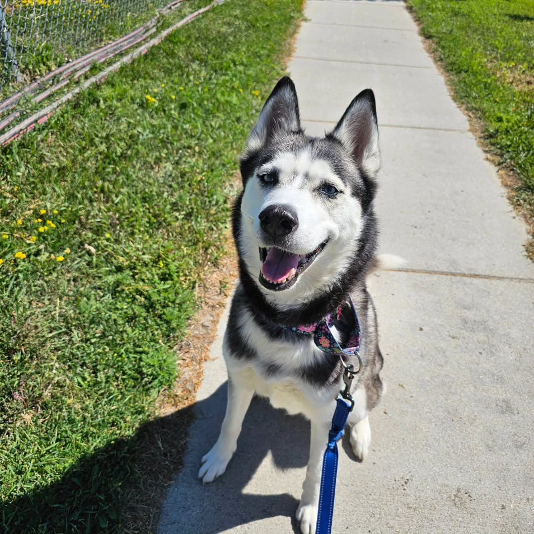 Sweatpants - Husky